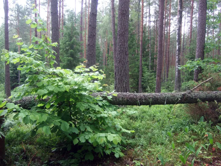 Azimuta 2021 treniņu seriāls